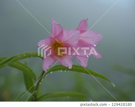 被雨水浸濕的百合花 129428180