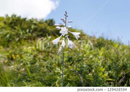 Hosta blooming on the Happo Ridge of Mt. Karamatsu 129428594