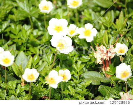 高山植物 geum pentatalum 高山植物 geum pentatalum 129428936