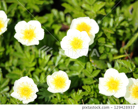 高山植物 geum pentatalum 高山植物 geum pentatalum 129428937