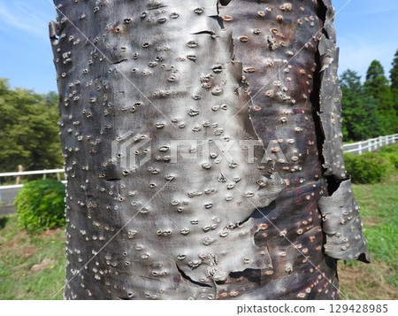 Chirimatsu (also known as Monkey Puzzle): Bark of the trunk Chirimatsu (also known as Monkey Puzzle): Bark of the trunk 129428985
