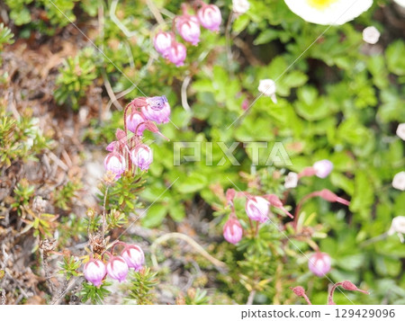 Ezonoguzakura花 Ezonoguzakura花 129429096