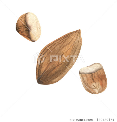 Almond nuts watercolor set with whole pilled nut and pieces illustration. Hand drawn brown dried kernel clipart, organic protein food painting for food,product,menu design Almond nuts watercolor set with whole pilled nut and pieces illustration. Hand drawn brown dried kernel clipart, organic protein food painting for food,product,menu design 129429174