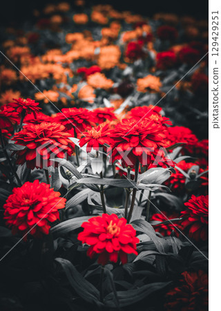 Red and orange contrast Red and orange contrast 129429251