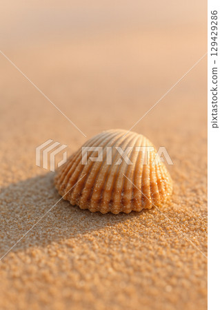 A solitary seashell rests peacefully upon the warm, sun-kissed golden sand of a tranquil beach A solitary seashell rests peacefully upon the warm, sun-kissed golden sand of a tranquil beach 129429286