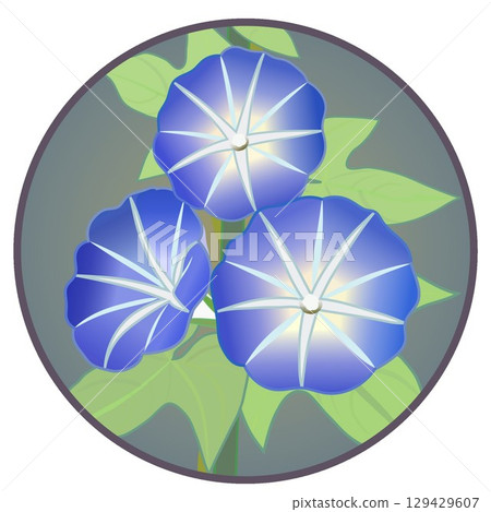 具有圓形背景的牽牛花插圖 具有圓形背景的牽牛花插圖 129429607