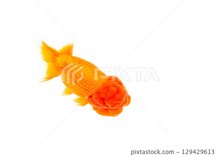 Nakamura金魚 129429613