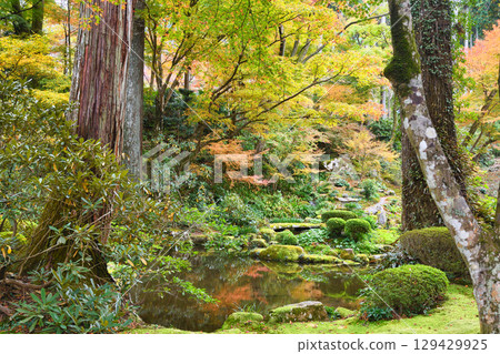 大原三千院的美麗秋葉（京都府京都市左京區） 129429925