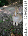一隻困惑的兔子 129430116