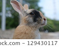 兔子轉身 129430117