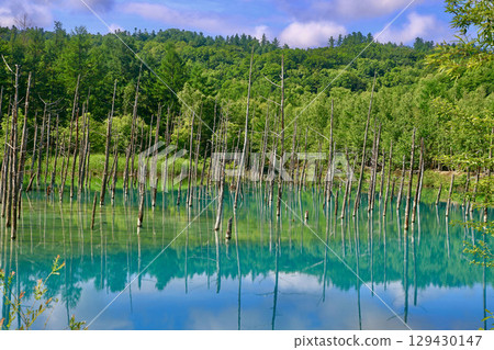 Shirokane Blue Pond and White Clouds (Biei, Hokkaido) 129430147