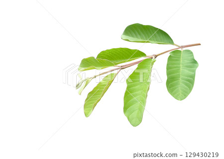 Cut Out Guava Top Leaf Branch Cut Out Guava Top Leaf Branch 129430219
