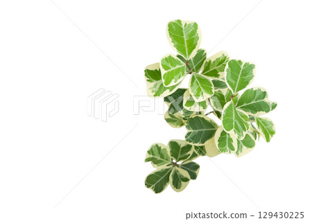 Mistletoe Fig or Ficus Deltoidea Leaf Cluster Isolated Mistletoe Fig or Ficus Deltoidea Leaf Cluster Isolated 129430225