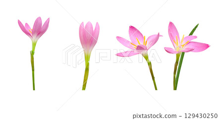 Fairy Lily Plant Isolated on White Background 129430250