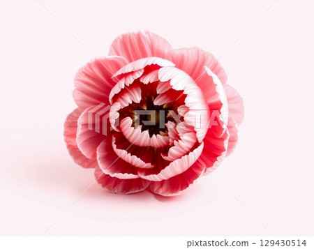 Delicate Pink Tulip Blossom in Soft Focus 129430514