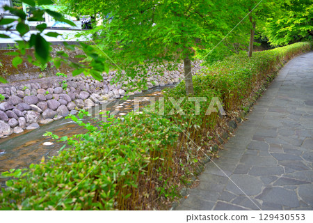 Chubu region, Izu Shuzenji Onsen, a footpath connecting Kokei Bridge (Akogare Bridge) and Katsura Bridge (Musubi Bridge), Shuzenji, Izu City, Shizuoka Prefecture (1) 129430553