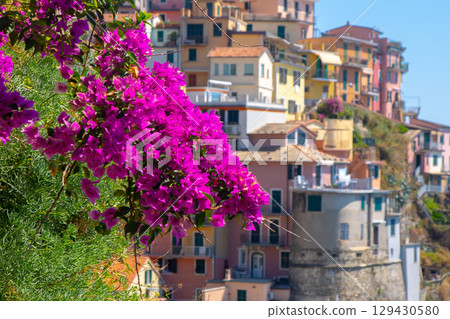 Pink violet flower buds on a rock. Multicolored houses on cliff edge. Manarola Italian village Cinque Terre, Liguria, Italy. Summer nature 129430580