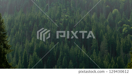 Green forest trees. Nature background Green forest trees. Nature background 129430612