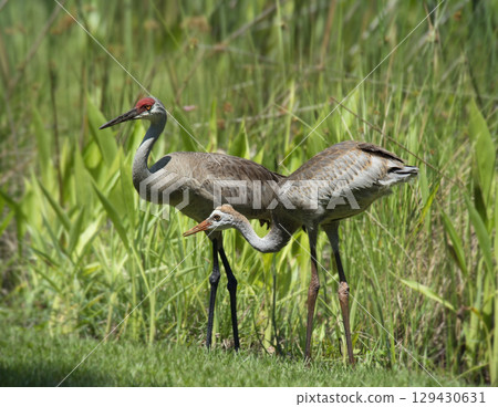 Sandhill Crane Adult and Juvenile in Florida wetlands 129430631