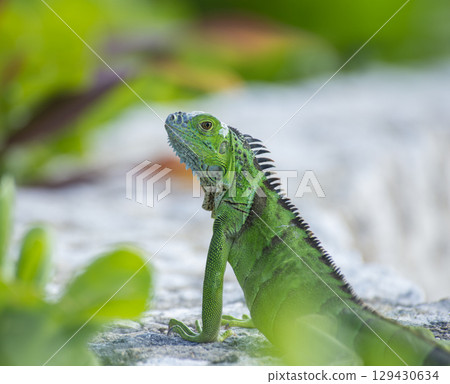 Green Iguana Basking On Rocks Green Iguana Basking On Rocks 129430634