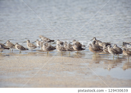 Long Billed Dowitcher Birds in Florida Beach 129430639