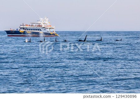 一群虎鯨在羅臼海中暢遊 129430896