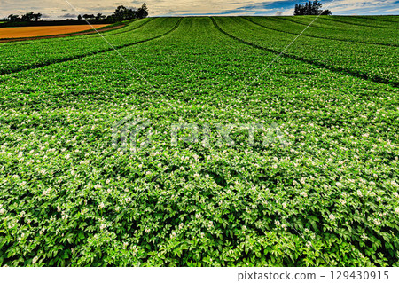 北海道夏季盛開的馬鈴薯田 129430915