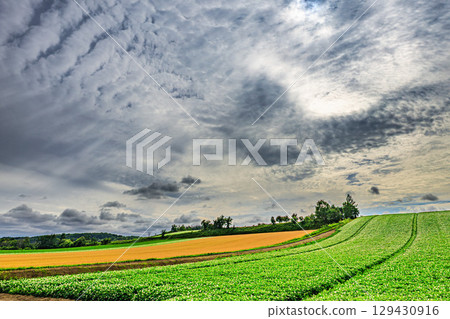 北海道的農業景觀被金色和綠色所覆蓋 129430916