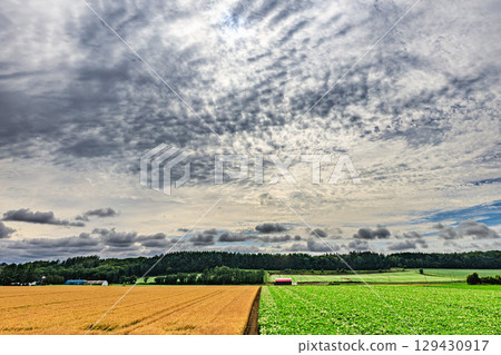 小麥田與馬鈴薯田形成美麗對比的鄉村風景 小麥田與馬鈴薯田形成美麗對比的鄉村風景 129430917