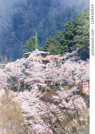 The five-story pagoda of Arakurayama Sengen Shrine surrounded by cherry blossoms The five-story pagoda of Arakurayama Sengen Shrine surrounded by cherry blossoms 129430924