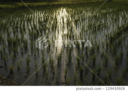 Paddy field landscape at sunset Paddy field landscape at sunset 129430926