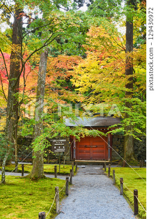 Ohara Sanzen-in Temple: Beautiful autumn leaves and Suzaku Gate (Sakyo Ward, Kyoto City, Kyoto Prefecture) Ohara Sanzen-in Temple: Beautiful autumn leaves and Suzaku Gate (Sakyo Ward, Kyoto City, Kyoto Prefecture) 129430972