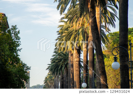 Palm trees green plant in city street 129431024
