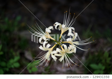 White moth White moth 129431350