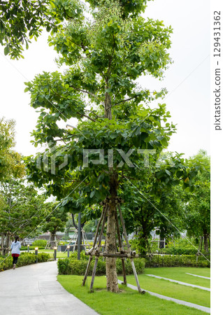 Prem Pracha Vana Rak Park Project resting place Prem Pracha Vana Rak Park Project resting place 129431362