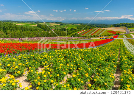 Shikisai no Oka, Biei in summer, Hokkaido 129431375