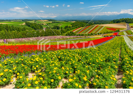 Shikisai no Oka, Biei in summer, Hokkaido 129431376