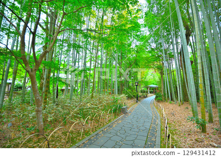 中部地區，伊豆修善寺溫泉，攝影景點，竹林小徑漫步，靜岡縣伊豆市修善寺（7） 129431412