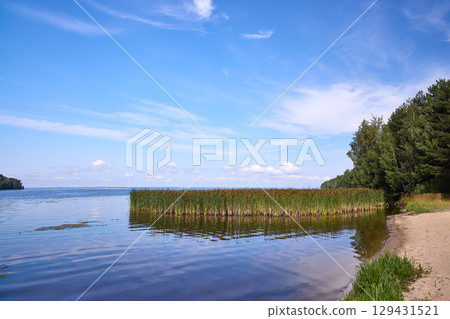 Cattails Growing in Riverbank Marsh on Summer Day Cattails Growing in Riverbank Marsh on Summer Day 129431521