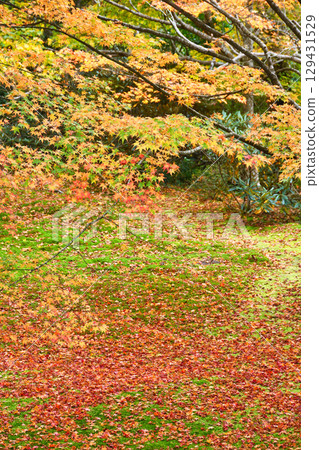 Ohara Sanzenin Temple Yusei Garden: Beautiful autumn leaves and fallen maples (Sakyo Ward, Kyoto City, Kyoto Prefecture) 129431529