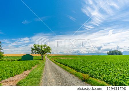 北海道旭川市夏日美瑛 129431798