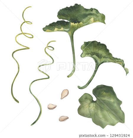 Pumpkin green leaves, stems and seeds. The watercolor illustration is hand-drawn, isolated on a white background. For packaging design, autumn printing, harvest festival, Thanksgiving, postcards Pumpkin green leaves, stems and seeds. The watercolor illustration is hand-drawn, isolated on a white background. For packaging design, autumn printing, harvest festival, Thanksgiving, postcards 129431924