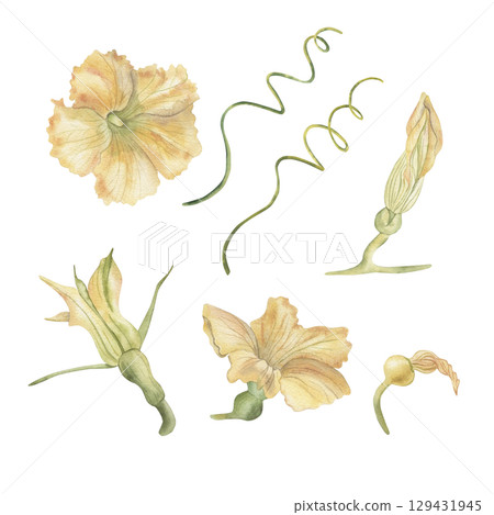 Yellow and orange pumpkin flowers and stems. Watercolor illustration of the plant is hand-drawn with watercolors in a botanical style. For packaging design, autumn printing, harvest festival, cards Yellow and orange pumpkin flowers and stems. Watercolor illustration of the plant is hand-drawn with watercolors in a botanical style. For packaging design, autumn printing, harvest festival, cards 129431945