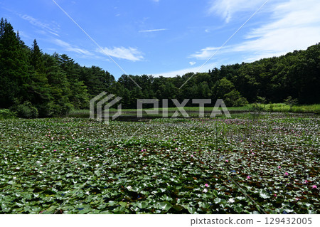 Water lilies at Lake Terunami Biopark (Tsuchiyu Onsen Town, Fukushima City, Fukushima Prefecture) Water lilies at Lake Terunami Biopark (Tsuchiyu Onsen Town, Fukushima City, Fukushima Prefecture) 129432005