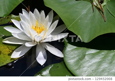 Water lilies at Lake Terunami Biopark (Tsuchiyu Onsen Town, Fukushima City, Fukushima Prefecture) 129432008