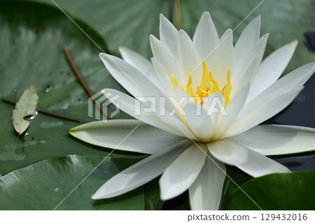 Water lilies at Lake Terunami Biopark (Tsuchiyu Onsen Town, Fukushima City, Fukushima Prefecture) 129432016