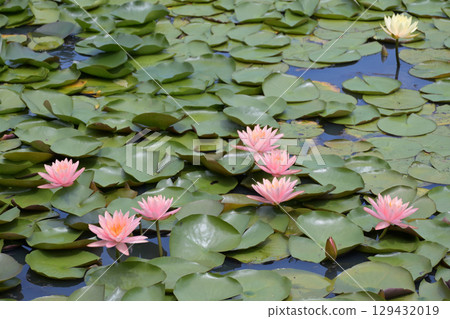 Water lilies at Lake Terunami Biopark (Tsuchiyu Onsen Town, Fukushima City, Fukushima Prefecture) 129432019