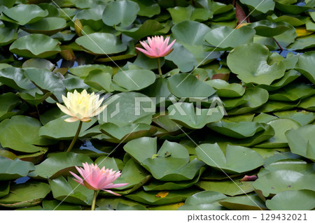Water lilies at Lake Terunami Biopark (Tsuchiyu Onsen Town, Fukushima City, Fukushima Prefecture) 129432021