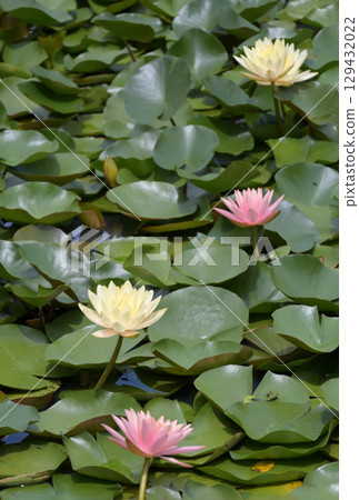 Water lilies at Lake Terunami Biopark (Tsuchiyu Onsen Town, Fukushima City, Fukushima Prefecture) 129432022