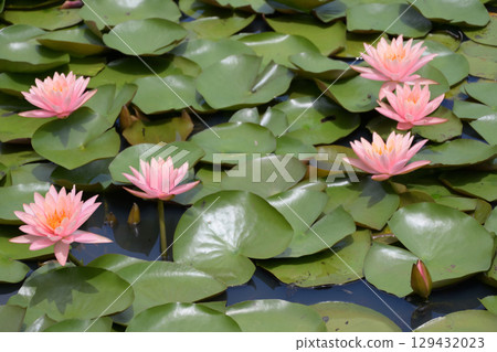 Water lilies at Lake Terunami Biopark (Tsuchiyu Onsen Town, Fukushima City, Fukushima Prefecture) 129432023